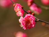 早春桃花开
