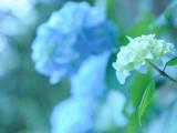 淡雅绣球花