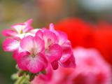 鲜花怒放