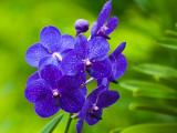 陌上花开