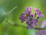 丁香花