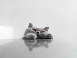 顽皮小猫
