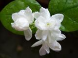 茉莉花