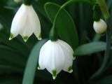 雪花莲