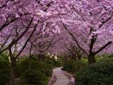 樱花树