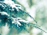 清新松树雪景
