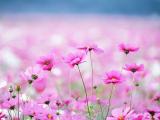 春暖花开
