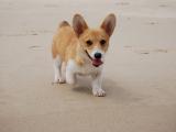 柯基犬