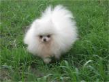 博美狗