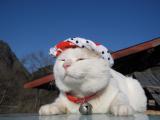猫叔
