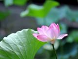 莲花