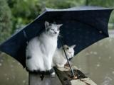 雨伞下的猫咪