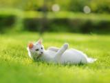 宠物猫