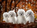 比熊犬