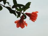 石榴花