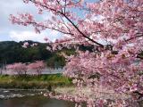 日本樱花