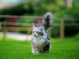 可爱猫咪