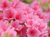春暖花开