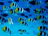 海底鱼群