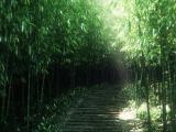 阳光下的绿色林地