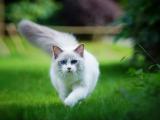 可爱猫咪