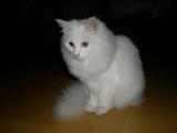 安哥拉猫