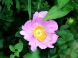 野刺梨花