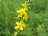仙鹤草花