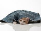 萌猫咪
