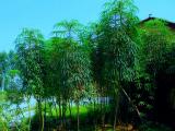 木薯