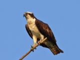 pandion haliaetus