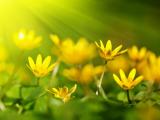 春暖花开