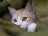捉迷藏的猫