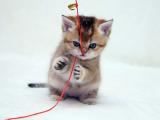 顽皮小猫