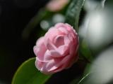 美丽茶花