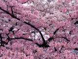 浪漫樱花