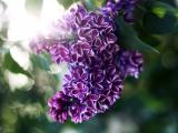 丁香花