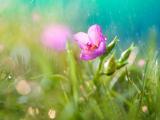 雨中花