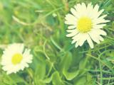 小雏菊花