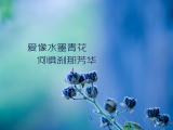 非主流爱情语句