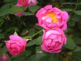 蔷薇花
