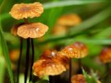 盛夏清新蘑菇