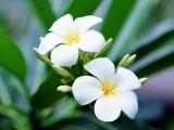 鸡蛋花