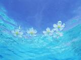 海洋之花