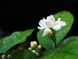 茉莉花