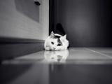 无精打采的猫咪