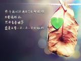 盛夏的灿烂