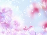 梦幻蝴蝶