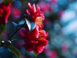 美丽的茶花