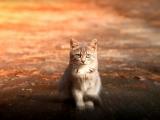 猫注视着